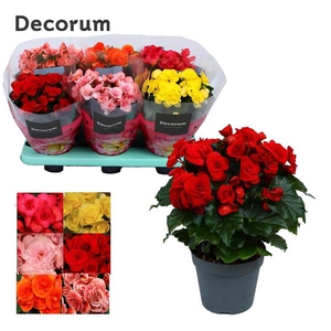 Begonia mix 14 cm (5 kleuren) Decorum