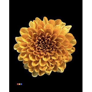 Chr T Altaj Golden Sun