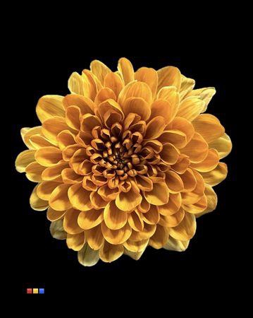 <h4>Chr T Altaj Golden Sun</h4>