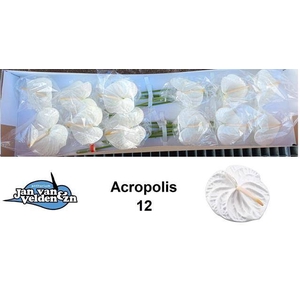 Anthurium acropolis