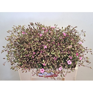 SAPONARIA BS OV ROZE