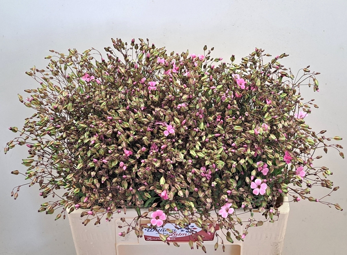 <h4>SAPONARIA BS OV ROZE</h4>