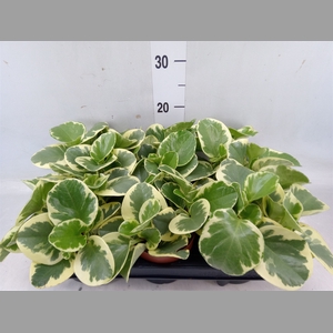 Peperomia obt. 'Variegata'