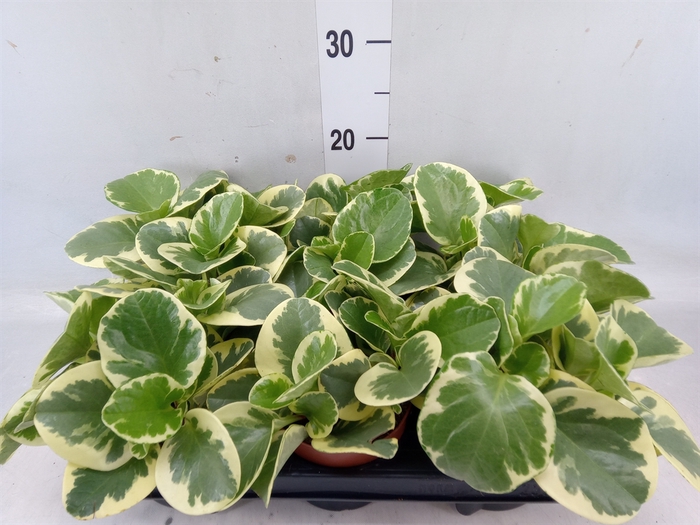 <h4>Peperomia obt. 'Variegata'</h4>