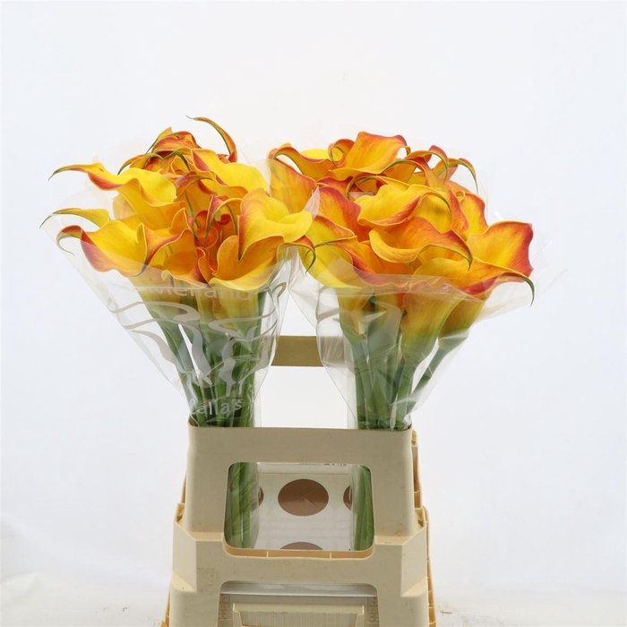 <h4>Calla Callista</h4>