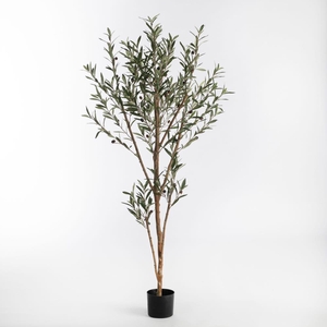 Af Olive Tree Pot H160cm Green