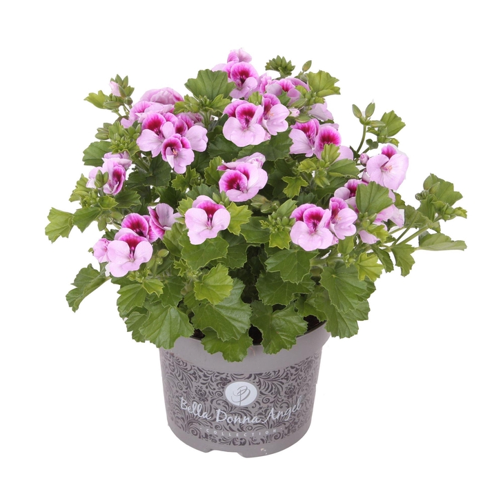 <h4>Pelargonium gran. ..</h4>