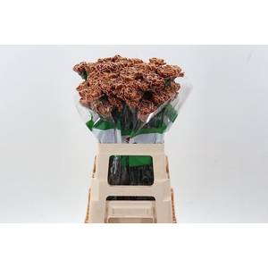 Dian. ST. Tinted Cappuccino