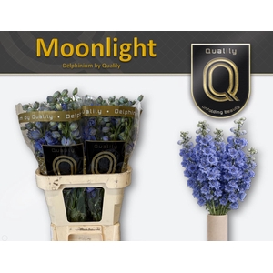 DELPH DU MOONLIGHT 90CM X40