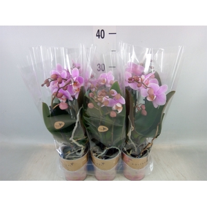Phalaenopsis multi.   ...lilac