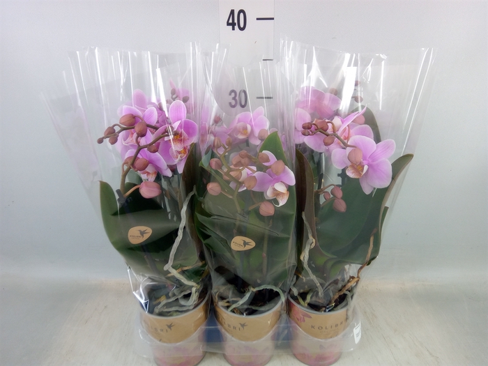 <h4>Phalaenopsis multi.   ...lilac</h4>