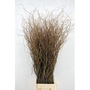 Salix babyl. 'Tortuosa'