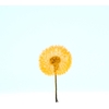 Dried Bleached Dandelion Regular Sunset