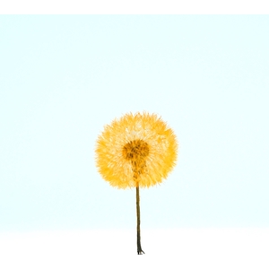 Dried Bleached Dandelion Regular Sunset