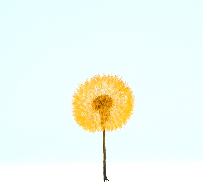 <h4>Dried Bleached Dandelion Regular Sunset</h4>