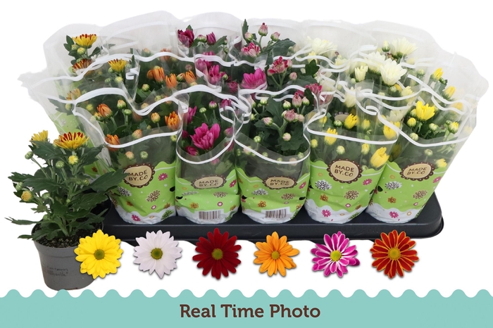 <h4>CHRYS GEM 6 KL</h4>