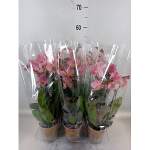Phalaenopsis multi. 'Ant Treviso'