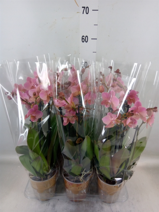 <h4>Phalaenopsis multi. 'Ant Treviso'</h4>