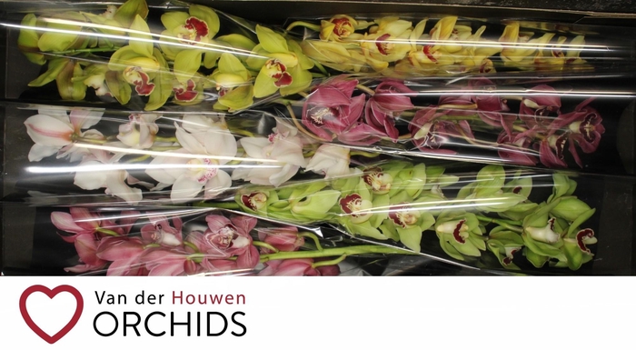 <h4>70 cm gemengd</h4>