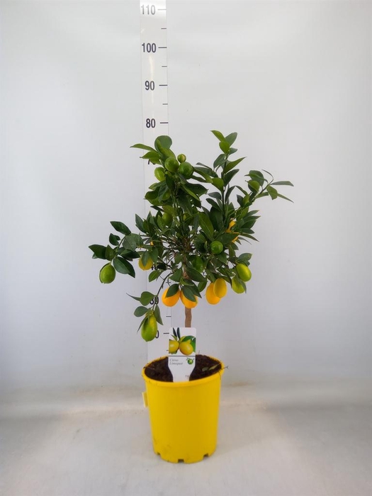 <h4>Citrus   ...</h4>