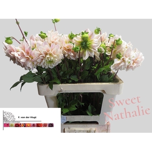 DAHL SWEET NATHALIE