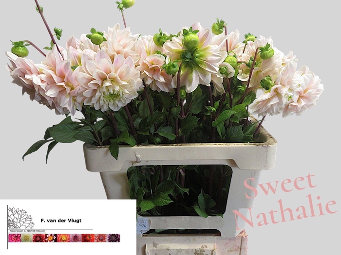 <h4>DAHL SWEET NATHALIE</h4>