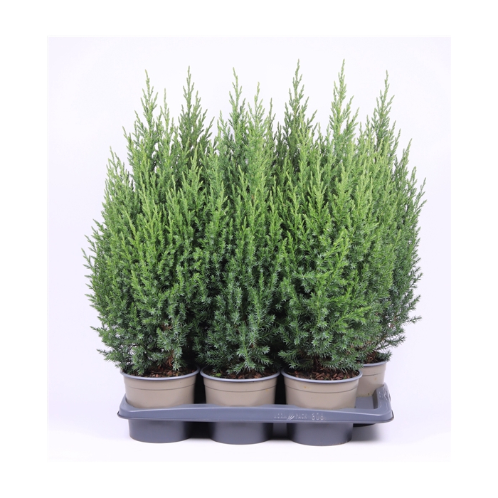 <h4>Juniperus chinensis 'Stricta'</h4>