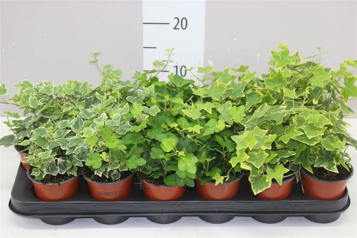 <h4>Hedera He Gemengd</h4>