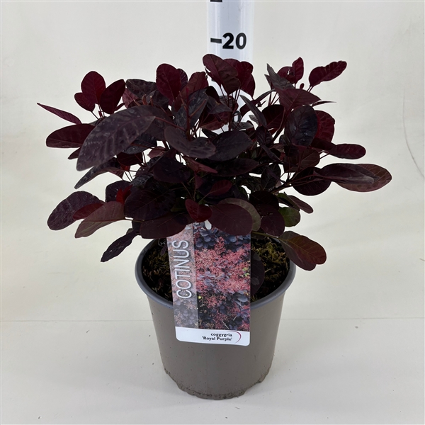 <h4>Cotinus cog. 'Royal Purple'</h4>