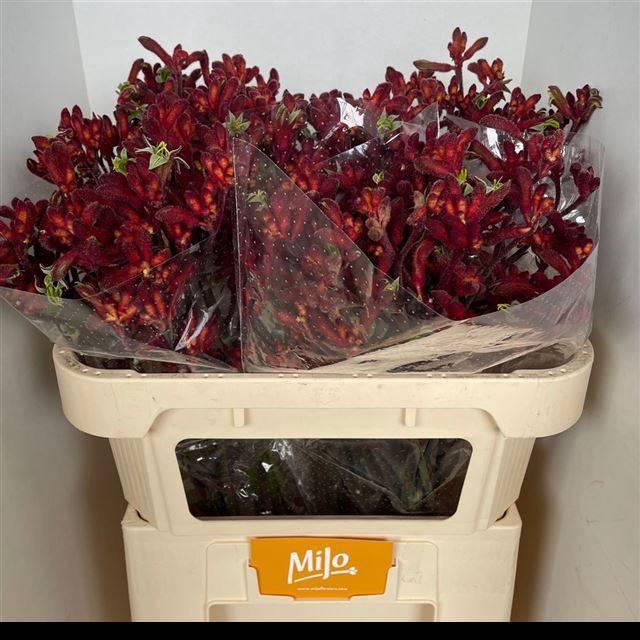 <h4>ANIGOZ EARLY SPRING</h4>