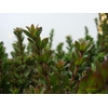 MYRTUS ELISIR TARANTINO 400