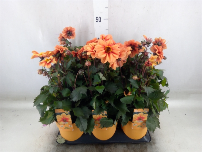 <h4>Dahlia  'Mignon'</h4>