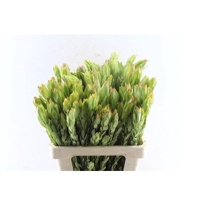 Leucad Procerum Spray