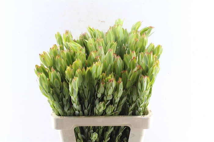 <h4>Leucad Procerum Spray</h4>