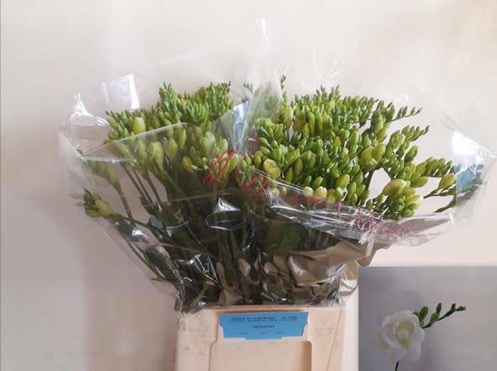 <h4>Freesia du Versailles</h4>