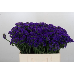 Limonium Navy Sun Birds