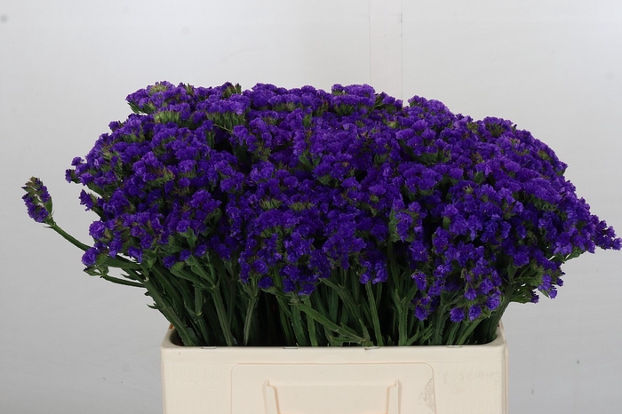 Limonium Navy Sun Birds