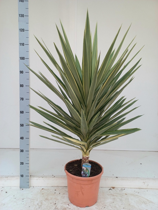 <h4>YUCCA JEWEL</h4>