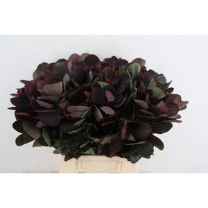 COTI C ROYAL PURPLE 050CM