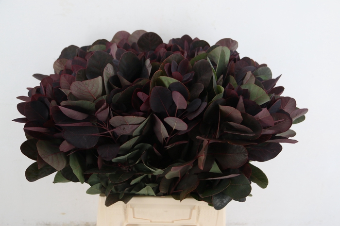 <h4>COTI C ROYAL PURPLE 050CM</h4>
