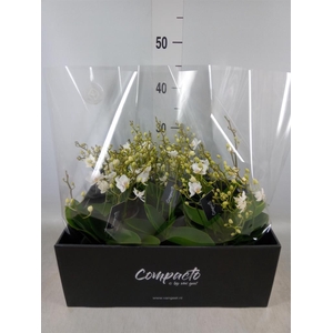 Phalaenopsis multi. 'White Punch'