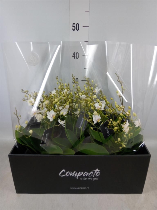<h4>Phalaenopsis multi. 'White Punch'</h4>
