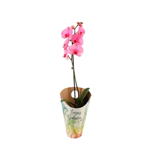 Enjoy Potcover Phal I Am Pink 1T9+