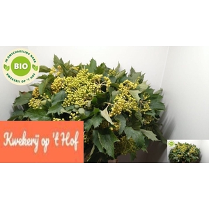 Viburnum Compactum GE Op Hof