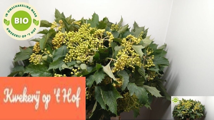 <h4>Viburnum Compactum GE Op Hof</h4>