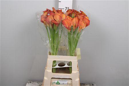 <h4>Zant Ov Orange</h4>