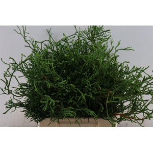 Chamaecyparis Obtusa Drath Bio