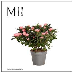 Mimesis Azalea AIKO - 13cm Intens