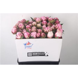Paeo L Sarah Bernhard Pink Ex