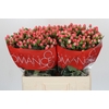 Hypericum Sweet Romance